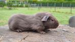 Cavia's, Dieren en Toebehoren, Knaagdieren, Mannelijk, Cavia