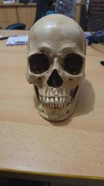 Replica hars Schedel mens, Verzamelen, Dierenverzamelingen, Ophalen, Zo goed als nieuw, Overige soorten, Schedel
