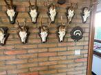 Taxidermie. Ree-vos-ever en reebokschedels., Ophalen, Gebruikt