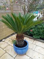 Palmbomen, Jardin & Terrasse, Plantes | Arbres, Enlèvement, Palmier, Ombre partielle, 100 à 250 cm