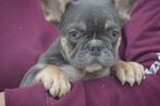 Franse bulldog pups, Dieren en Toebehoren, 8 tot 15 weken, Buitenland, CDV (hondenziekte), Bulldog