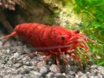 Red Sakura, Kreeft, Krab of Garnaal, Zoetwatervis, Schoolvis