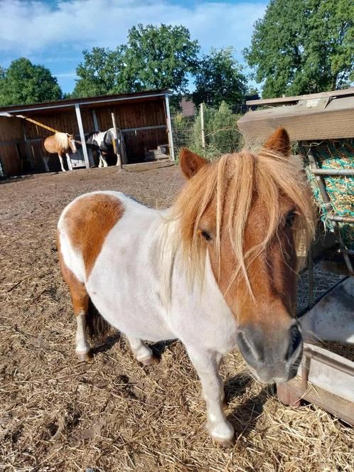 2 Shetlanders en mini paardje GERESERVEERD, Dieren en Toebehoren, Pony's, Meerdere dieren, Niet van toepassing, Gechipt, Ontwormd