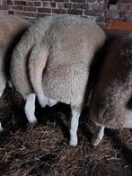 Zeer goede texel stamboek ram, Dieren en Toebehoren, Mannelijk, Schaap, 0 tot 2 jaar