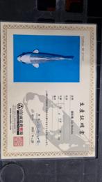 Japanse koi gin matsuba met Kweker certificaat, Karper of Koi