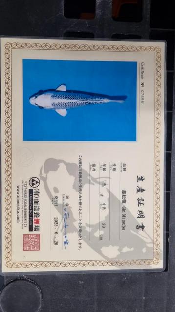 Japanse koi gin matsuba met Kweker certificaat  beschikbaar voor biedingen