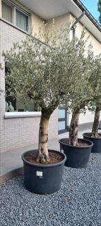 Olijfboom Olea Europaea, Tuin en Terras, Planten | Bomen, Ophalen, Olijfboom
