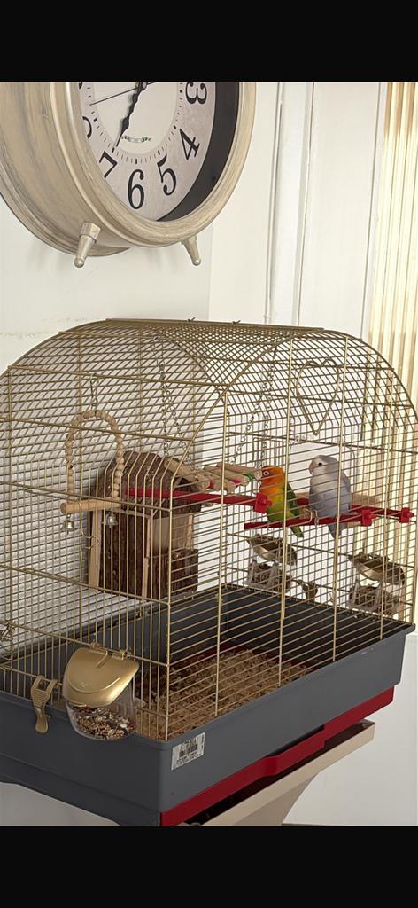 Couple inséparable (perruches) + cage + nourriture, Dieren en Toebehoren, Vogels | Hokken en Kooien, Zo goed als nieuw, Ophalen of Verzenden