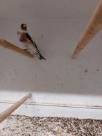 Distelvink Wildkleur Man, Dieren en Toebehoren, Mannelijk, Wildzangvogel, Geringd