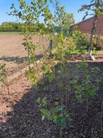 Pupulieren, Tuin en Terras, Ophalen