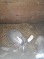 Duitse reus, Dieren en Toebehoren, Konijnen, Vrouwelijk, Groot