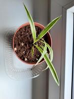 Graslelie stekje, Ophalen, Overige soorten, Halfschaduw, In pot