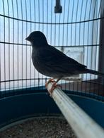 Femelle gris canari, Femelle, Oiseau tropical, Bagué