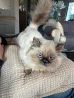 Prachtige persische kittens, Poes, Gechipt, 0 tot 2 jaar