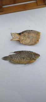 Poissons conservés pour collectionneur, Collections, Collections Animaux