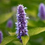 Agastache Black Adder, Tuin en Terras, Planten | Struiken en Hagen, Ophalen