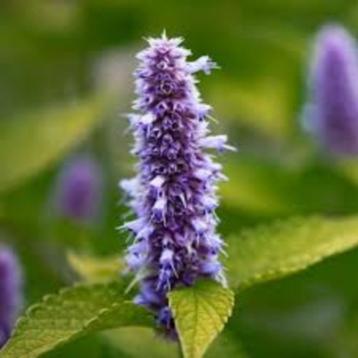 Agastache Black Adder beschikbaar voor biedingen