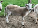 Easy care ramlammeren 2025, Dieren en Toebehoren, Mannelijk, Schaap, 0 tot 2 jaar
