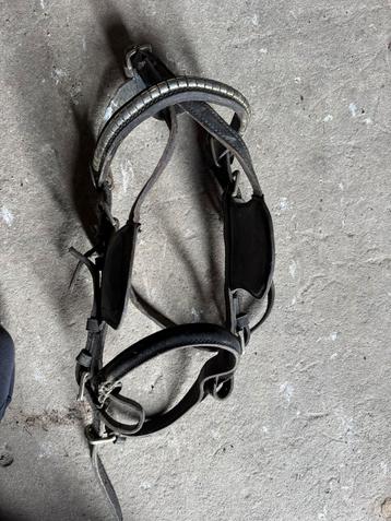 Menhoofdstel shetlander beschikbaar voor biedingen