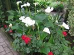 Te koop Witte Arondskelken plant met bloem of bloemen, Jardin & Terrasse, Plantes | Jardin, Plein soleil, Printemps, Enlèvement
