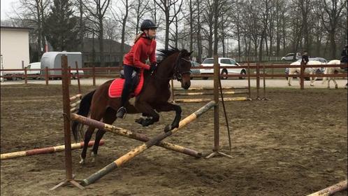 GEZOCHT - Halve stal regio Westerlo, Dieren en Toebehoren, Paarden