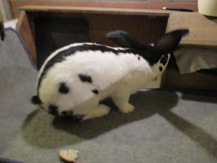Reuzevlinder konijn, Dieren en Toebehoren, Konijnen, Groot, Mannelijk, 0 tot 2 jaar
