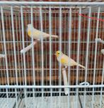 Geel mozaiek mannen 2025, Dieren en Toebehoren, Vogels | Kanaries