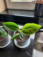 Babanenplanten Musa, Ophalen