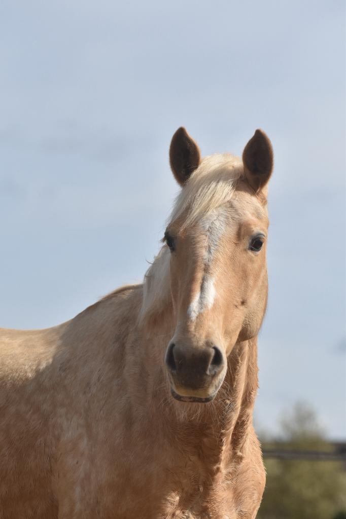 Halve stal gezocht voor super lieve merrie, Dieren en Toebehoren, Paarden, Merrie, 165 tot 170 cm, 7 tot 10 jaar