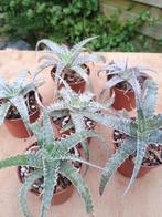 Hechtia lanata - Bromeliaceae Mexico, Overige soorten, Ophalen of Verzenden, Minder dan 100 cm, Volle zon