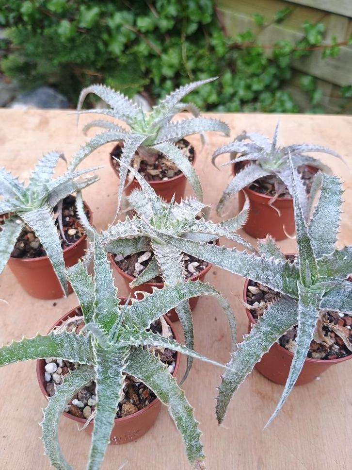 Hechtia lanata - Bromeliaceae Mexico, Huis en Inrichting, Kamerplanten, Overige soorten, Minder dan 100 cm, Groene kamerplant