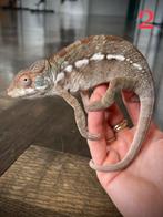 Jonge vrouwelijke kameleons furcifer pardalis ambilobe, Dieren en Toebehoren, Reptielen en Amfibieën, Hagedis, 0 tot 2 jaar
