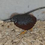 Chinese dwergkwartel ( roodborst, man ), Dieren en Toebehoren, Vogels | Overige Vogels