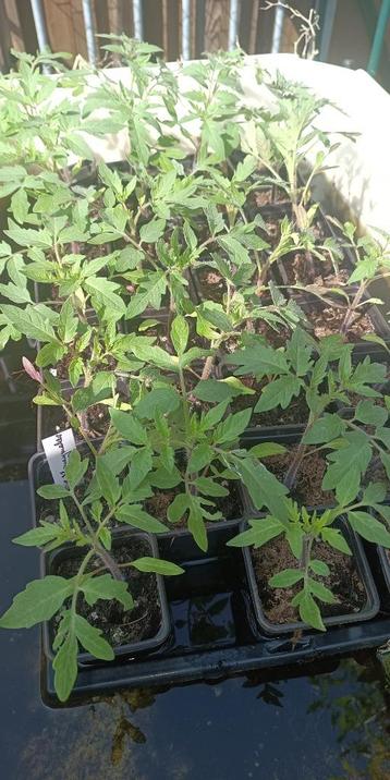 plants de tomates Tomates Moneymaker, Annuelle, Été, Enlèvement, Plantes potagères