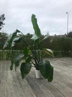Grote kamerplant - Strelizia Nicolai, Overige soorten, 150 tot 200 cm, Halfschaduw, In pot
