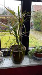 Dracaena ou dragonnier - 3 branches, Maison & Meubles, Plante verte, Enlèvement ou Envoi, En pot, Ombre partielle