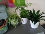 Leuke plantjes in witte bloempot 2+1 pot gratis! Kamerplant, Ophalen, In pot