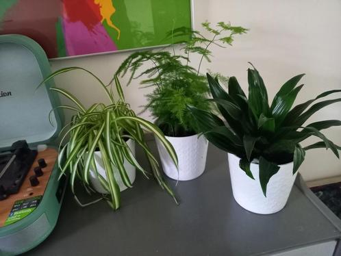 Leuke plantjes in witte bloempot 2+1 pot gratis! Kamerplant, Huis en Inrichting, Kamerplanten, In pot, Ophalen