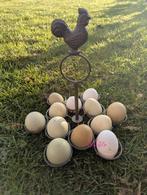 Broedeieren kleurleggers groenleggers olijfleggers kippen, Poule ou poulet