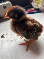 Raszuivere kuikens, Dieren en Toebehoren, Pluimvee, Geslacht onbekend, Kip