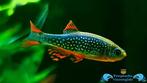 rasbora galaxy gezocht, Dieren en Toebehoren, Vis, Zoetwatervis, Schoolvis