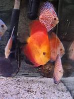 Groepje van 9 Discussen, Dieren en Toebehoren