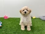 Maltipoo pups