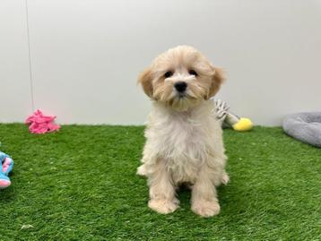 Maltipoo pups beschikbaar voor biedingen