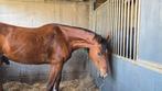Weidemaatje/ recreatiepaard, Dieren en Toebehoren, Gechipt, Ruin, 170 tot 175 cm, L