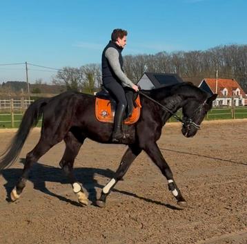 Dressuurproject, recreatiepaard of lief weidemaatje beschikbaar voor biedingen