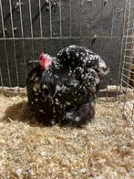 Poules perlées noires et blanches Cochinkriel, Femelle, Poule ou poulet