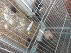 5 kppls zebravinken 40€, Dieren en Toebehoren, Vogels | Kanaries, Meerdere dieren, Bastaard