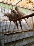 Pennant rosellas 2025, Dieren en Toebehoren, Geringd