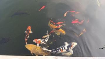 Koi - steur - goudvis - sarasa - tijgervis beschikbaar voor biedingen